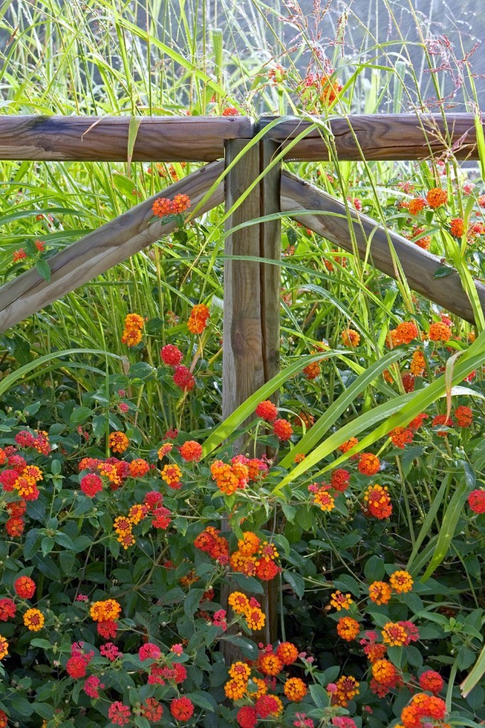 flowers on country fence